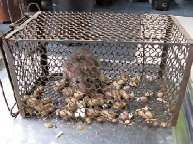南海除四害公司捕鼠笼灭鼠工具应该布置在什么位置