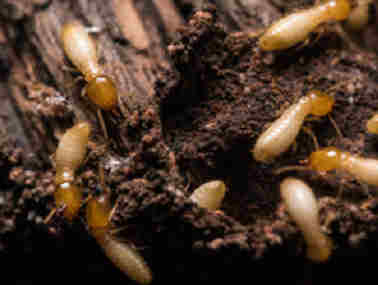 黄岐白蚁防治所白蚁除了吃木头还吃什么东西
