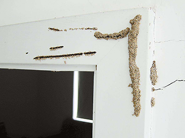 白蚁公司可以杀死躲在天花板里面的白蚁吗？