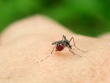盐步除四害杀虫所夏天预防蚊子叮咬的小窍门