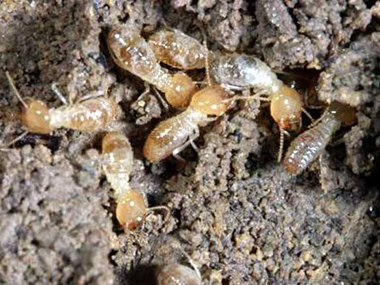 为什么家里有白蚁？南海预防白蚁公司告诉您