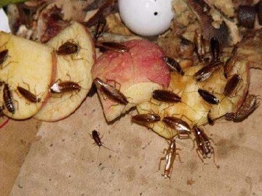 松岗虫害消杀中心蟑螂真的杀不死、灭不绝吗？