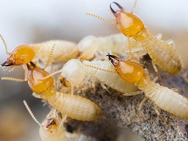 平洲白蚁预防中心截头堆砂白蚁有什么危害