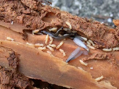 平洲白蚁防治中心该如何防治危害家具的白蚁