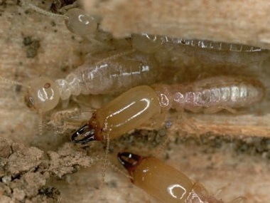 罗村白蚁防治公司告诉你家里有白蚁出现是什么原因
