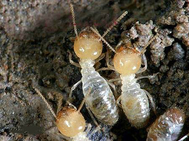 南海白蚁消杀公司——白蚁与蚂蚁的主要区别