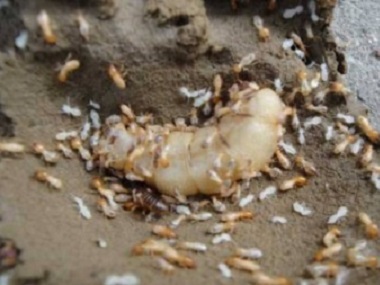 里水白蚁备案中心该如何有效防治白蚁危害