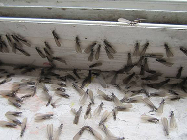 黄岐灭治白蚁公司疫情防控期，白蚁纷飞怎么办？