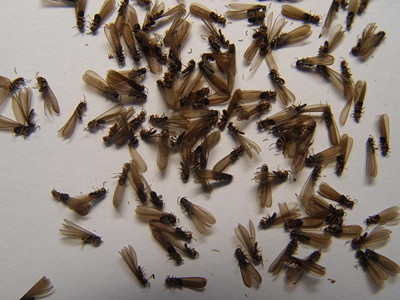 和顺验收白蚁中心黑翅土白蚁的防治方法