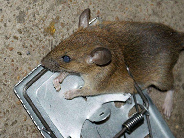 大沥专业灭鼠公司8招驱鼠办法教你赶走家里的老鼠