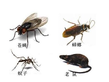 桂城害虫防控中心怎么除四害？四害是哪四害