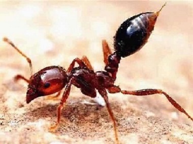 南海红火蚁防控公司什么是红火蚁？红火蚁的危害