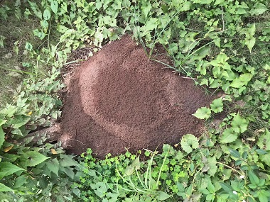 小塘有害蚁类控制站——红火蚁最怕什么农药