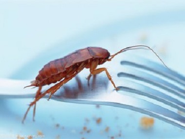 丹灶有害生物防控所正确有效杀灭蟑螂的方法