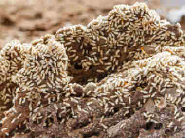 大沥白蚁预防站世界性的蛀木害虫——截头堆砂白蚁