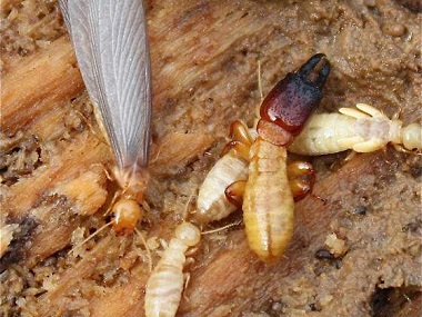 沙头杀灭白蚁所怎么做好白蚁高发前期的防治