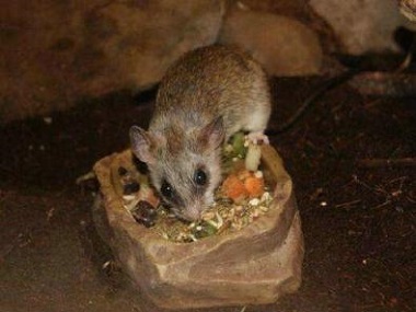 南海消杀鼠类机构餐饮行业消灭老鼠的方法