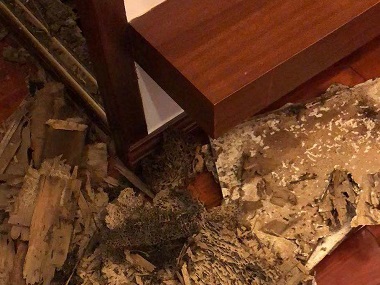 丹灶杀灭白蚁公司教你快速区分散白蚁和家白蚁