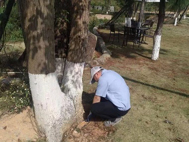 南海验收白蚁中心白蚁对香樟的危害及防治