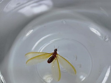 里水白蚁预防所——怎么防止白蚁飞入室内