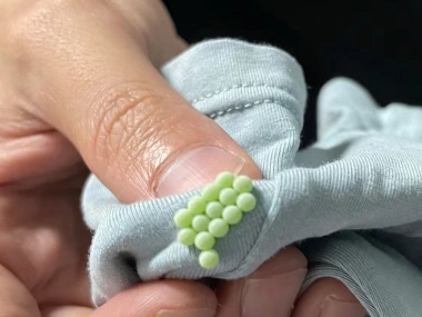 罗村除虫灭鼠所：吸血臭虫长什么样儿？