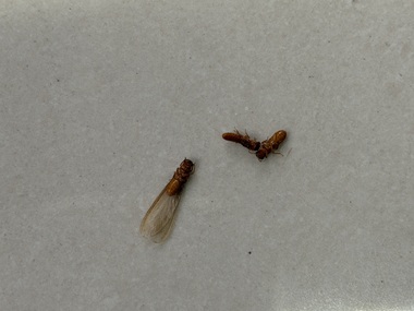 盐步控制白蚁机构佛山白蚁分飞期要怎样预防