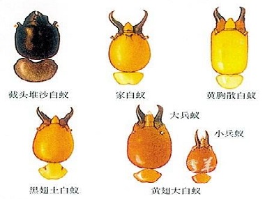 佛山白蚁预防中心如何快速识别白蚁种类